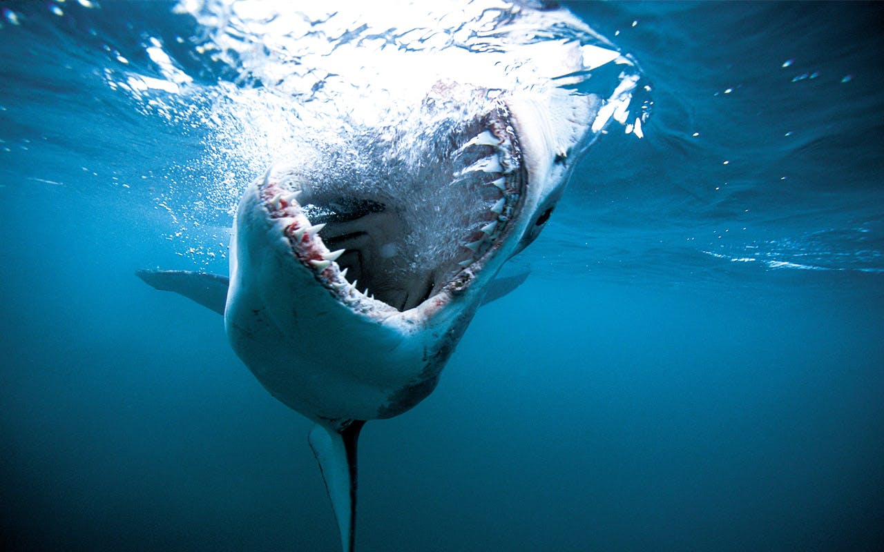 Shark Week 2020 Bell Media