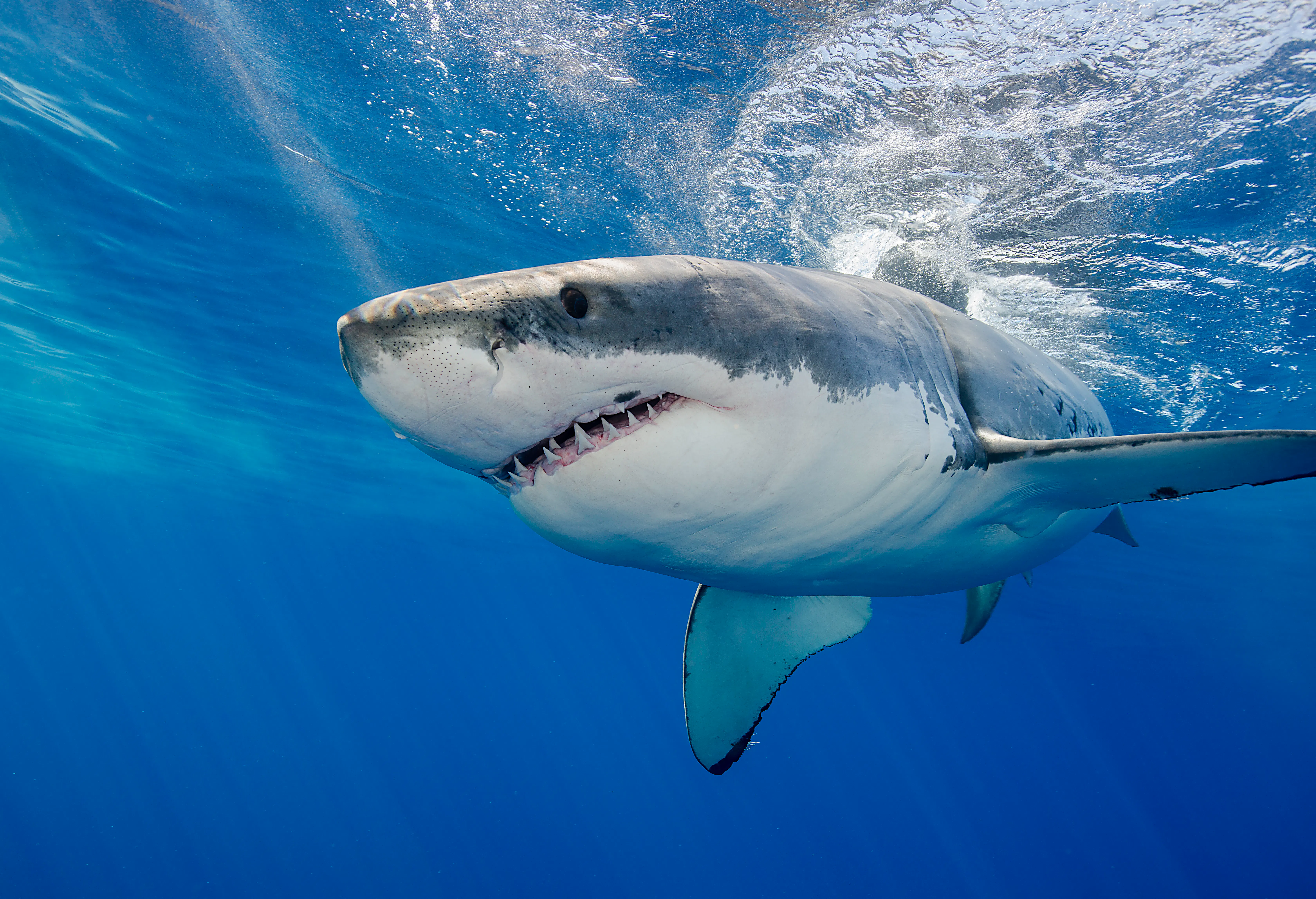 Image for the SHARK WEEK 2018 Highlights – Sunday, July 22 through Sunday, July 29 on Discovery press release