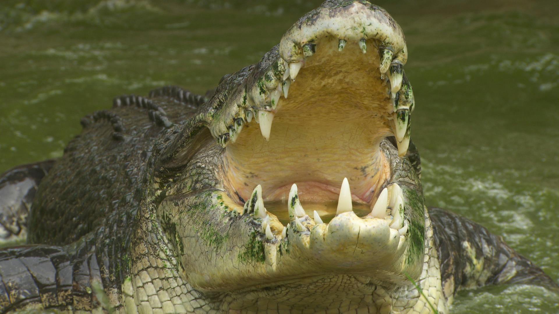 Image for the MONSTER WEEK, Animal Planet’s Most-Anticipated Television Event  Returns for Its Fifth Year With All-New Programming, May 30-June 5 press release