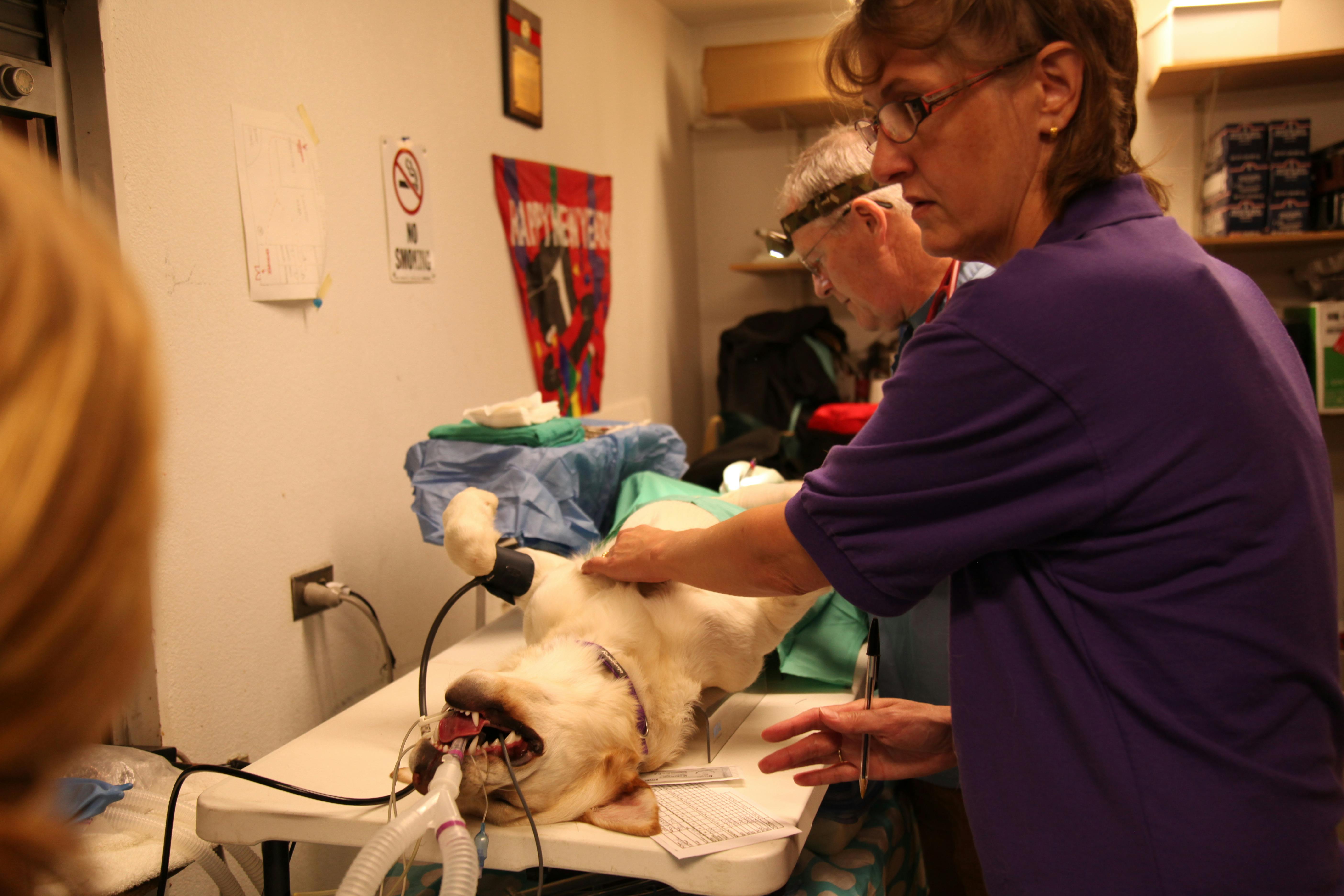 Dr. Dee Alaska Vet Animal The Lede