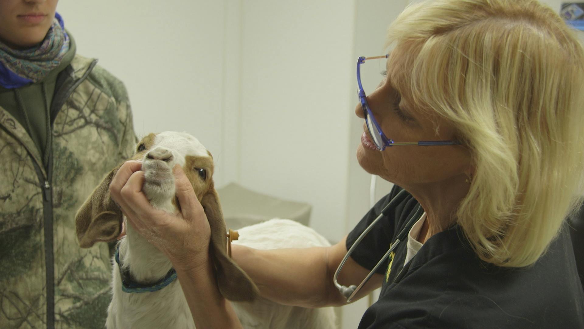 Dr. Dee Alaska Vet Bell Media