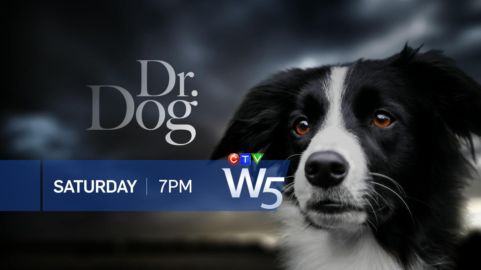 Image for the This Week on W5 – DR. DOG and FOREVER YOUNG press release