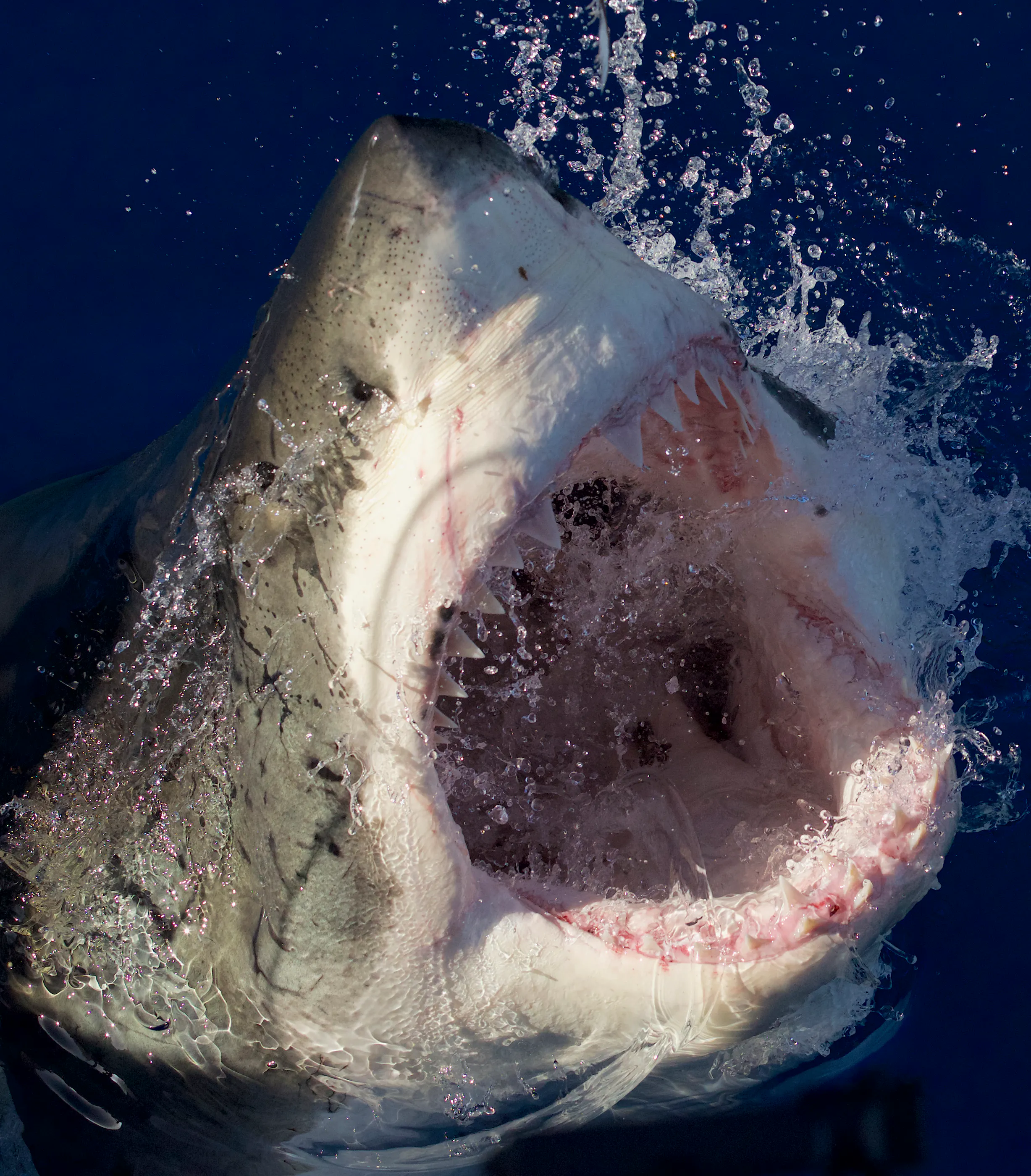 Image for the Bigger, Bolder, and With More Bite!  Discovery Announces Star-Studded SHARK WEEK Programming, Led by Flagship Series DAILY PLANET, July 23-30 press release
