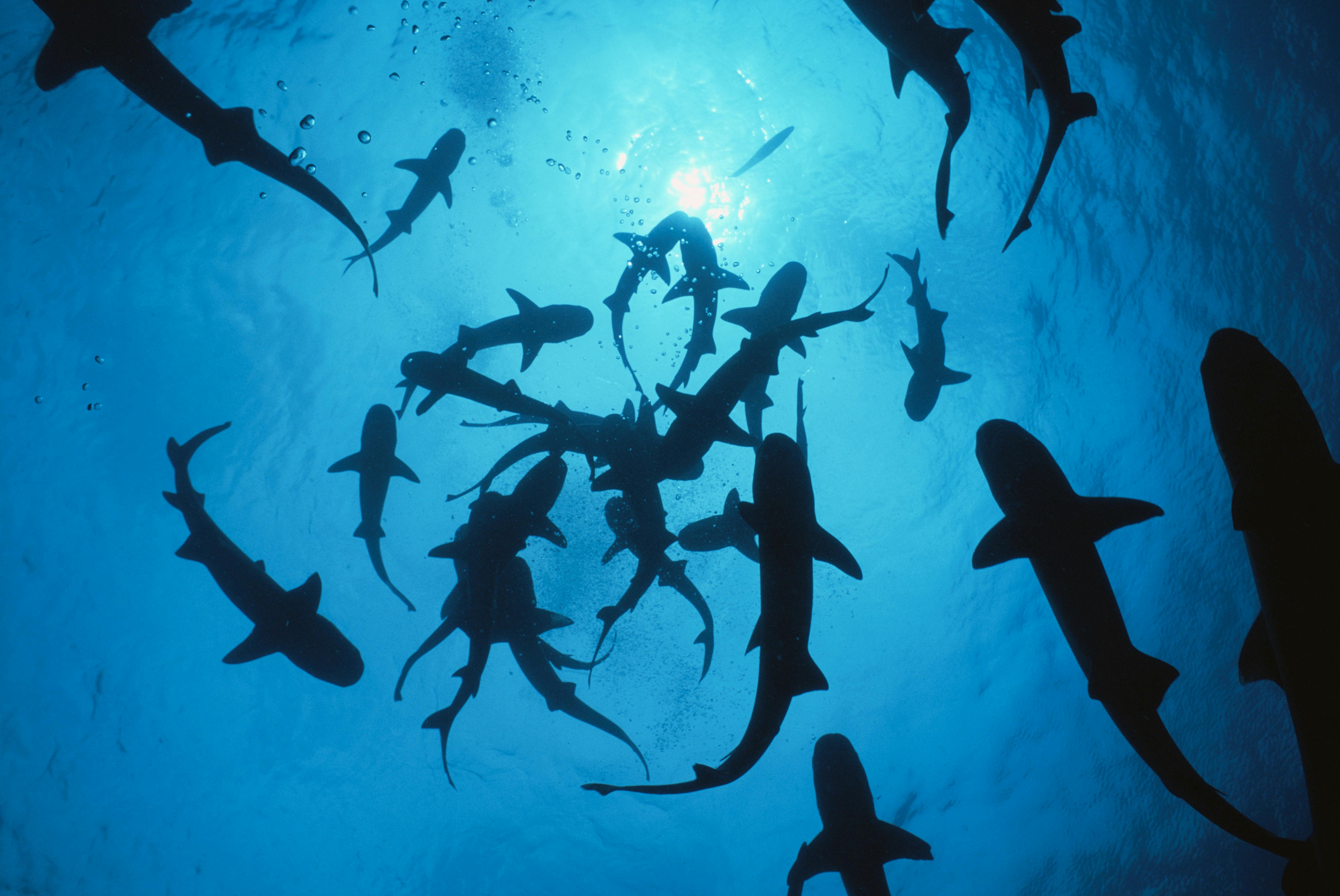 Image for the SHARK WEEK Headlines Discovery’s 2017 Summer Programming Slates, Featuring Hot New Titles and Returning Favourites press release