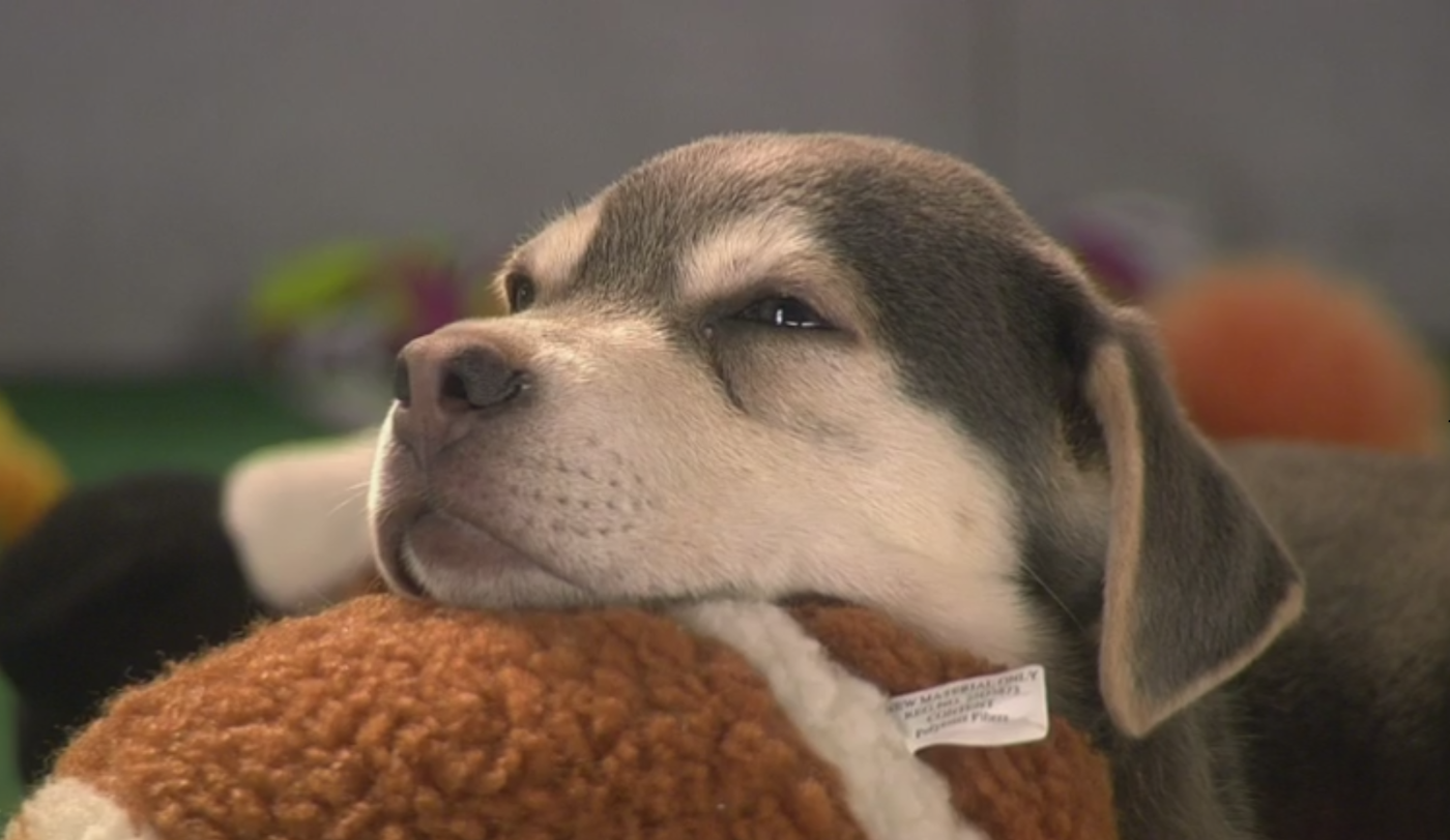 Too Cute! The 10 Most Cuddly Moments in Puppy Bowl History - Bell ...