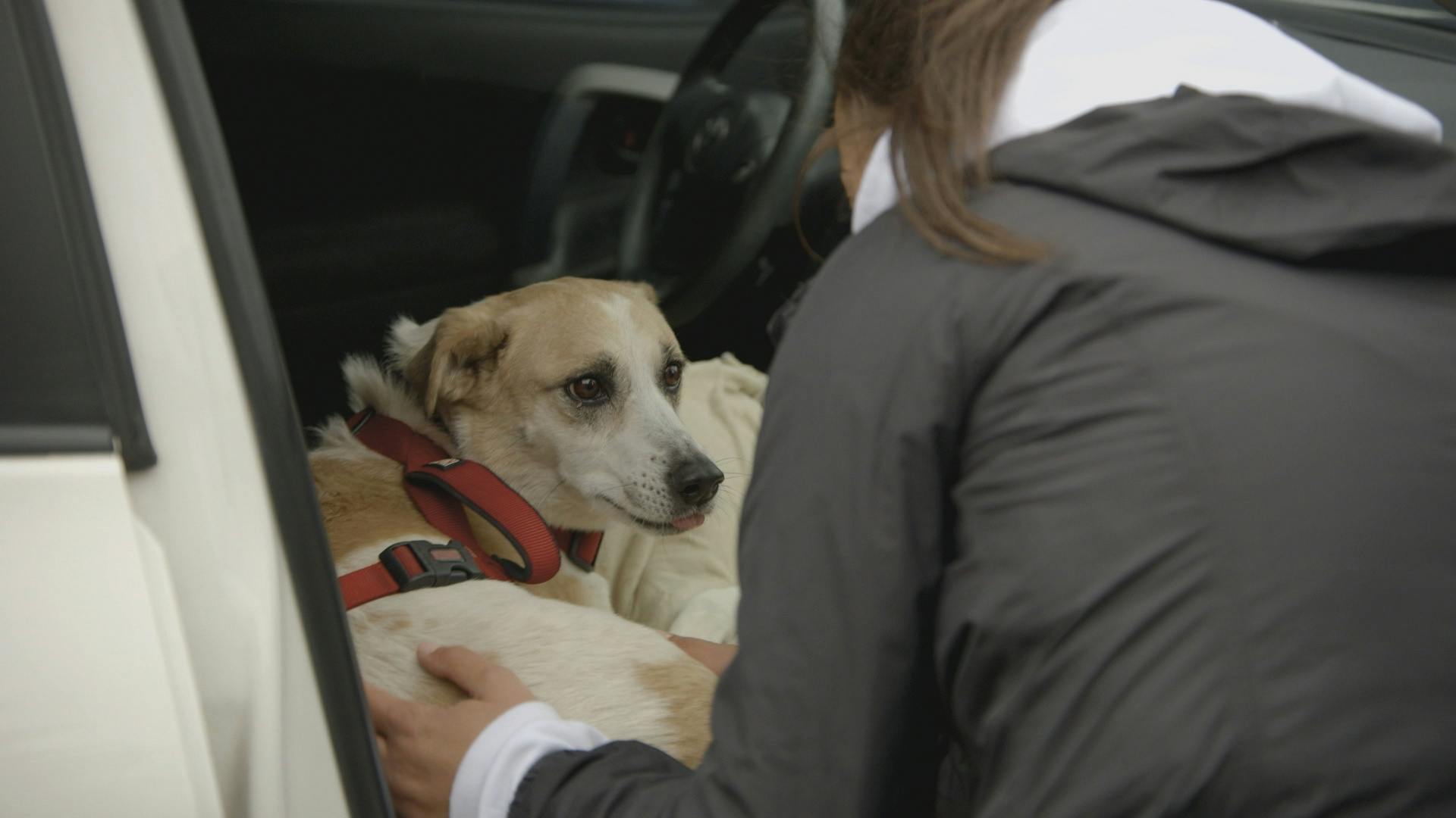 Dog Tales Rescue CTV Life Channel The Lede