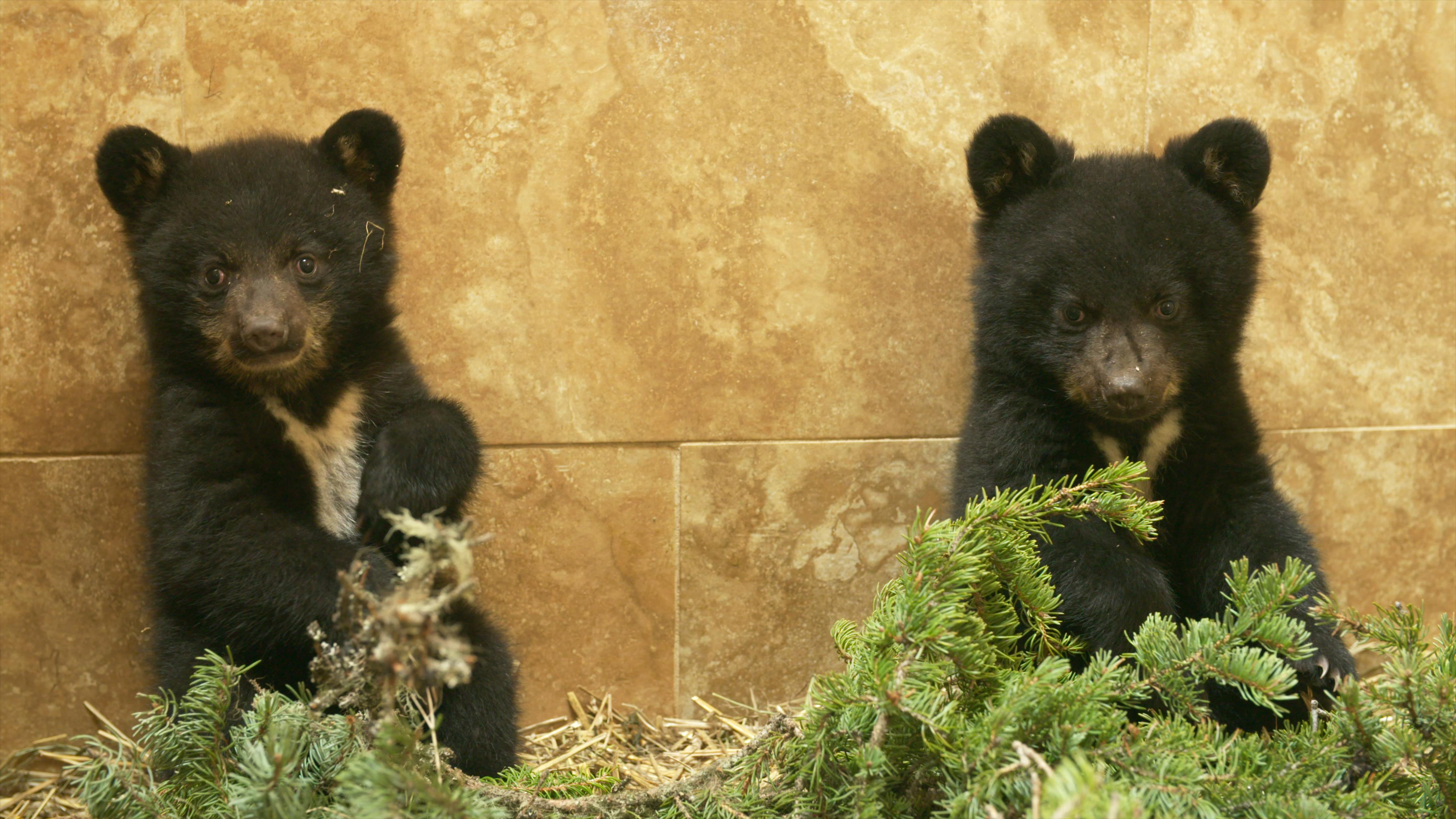 Image for the Cutest Cubs Ever!  WILD BEAR RESCUE Returns for Season 2, Premiering June 22 on Animal Planet press release