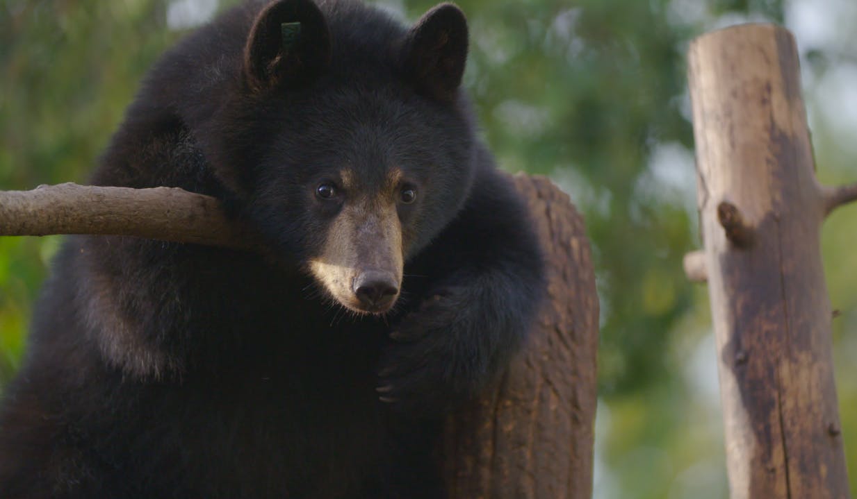 Image for the Meet The Wildlife Expert from Animal Planet’s WILD BEAR RESCUE Who Takes Care of Cubs for a Living press release