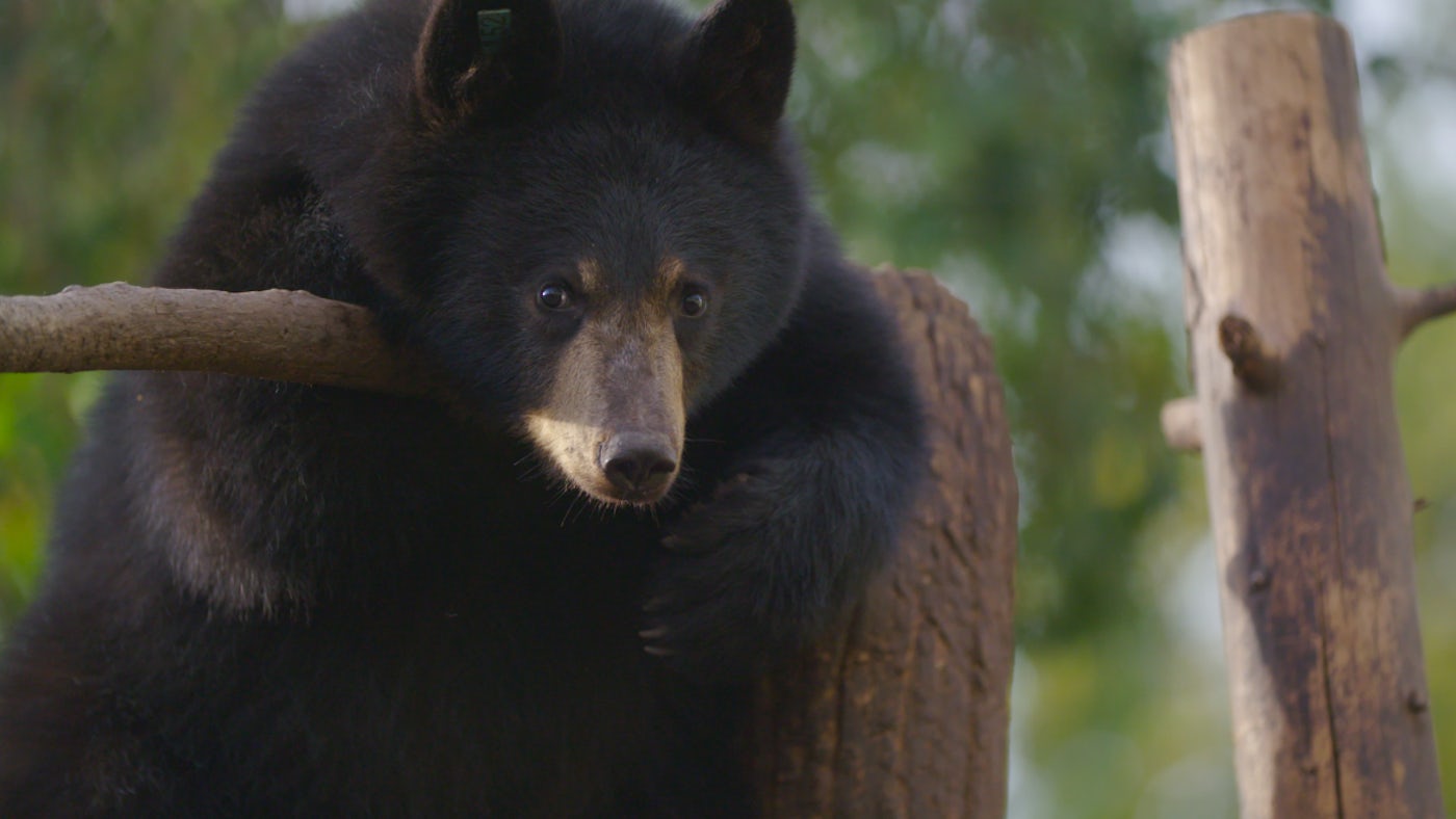 Image for the Meet The Wildlife Expert from Animal Planet’s WILD BEAR RESCUE Who Takes Care of Cubs for a Living press release