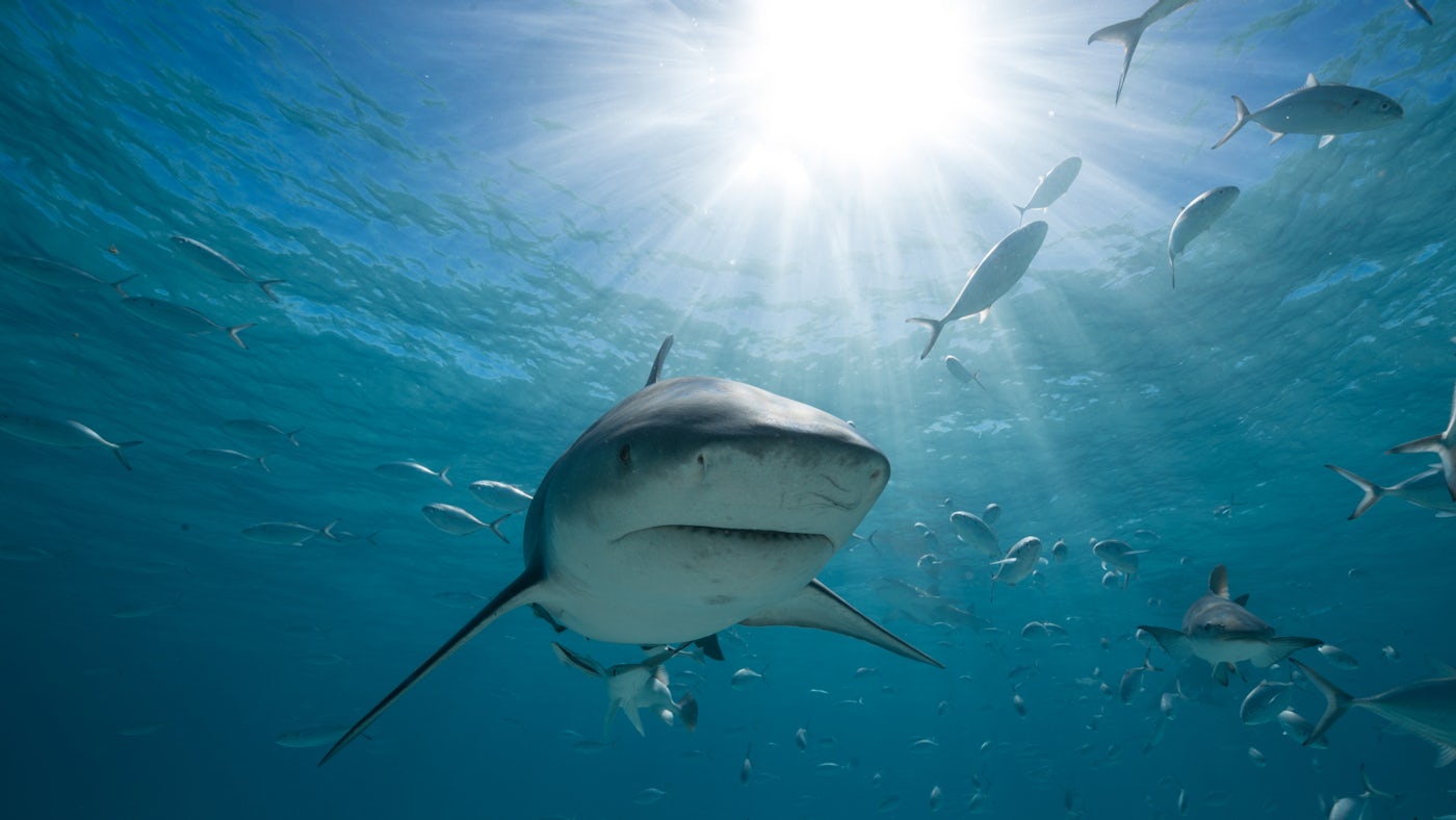 Image for the Bigger Sharks and Bigger Bites! 31st Annual SHARK WEEK Makes Massive Splash, Beginning July 28 press release