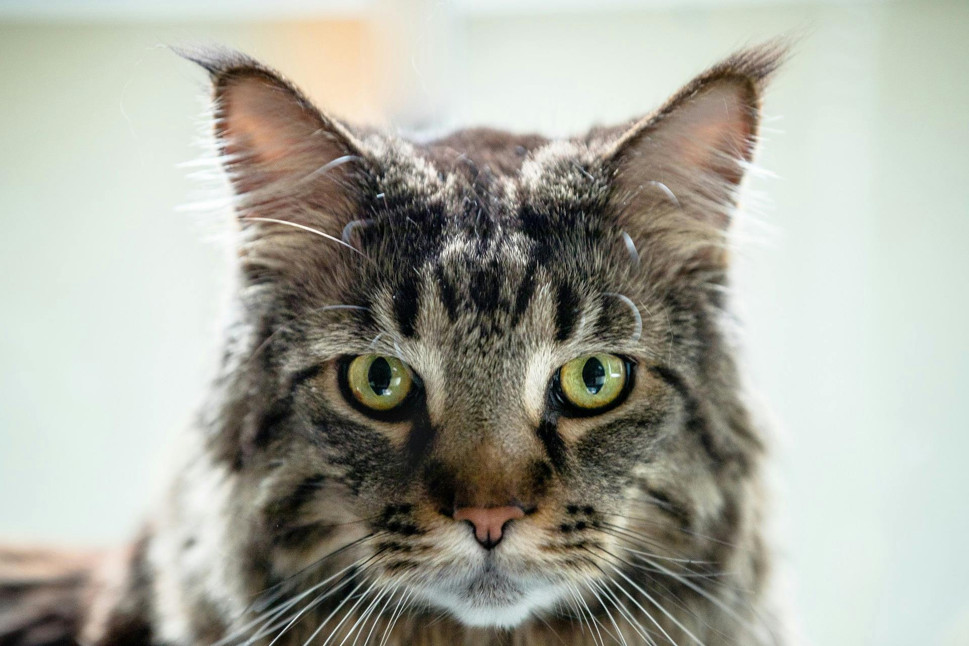 Image en vedette de l'article L’EMPIRE FÉLIN contre-attaque à Canal D!