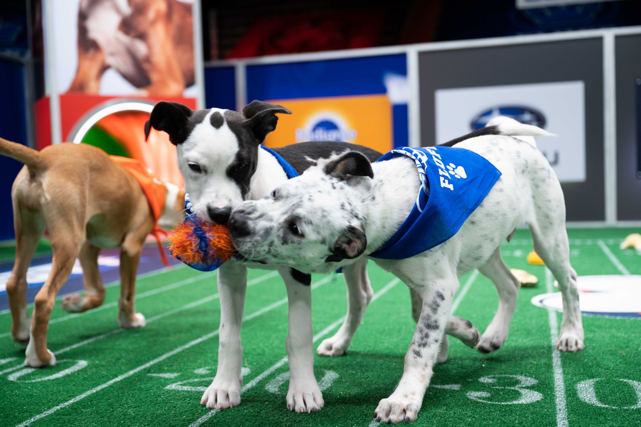 Meet the Canadian Ambassadors of Animal Planet s PUPPY BOWL XVII Touching Down February 7 Bell Media