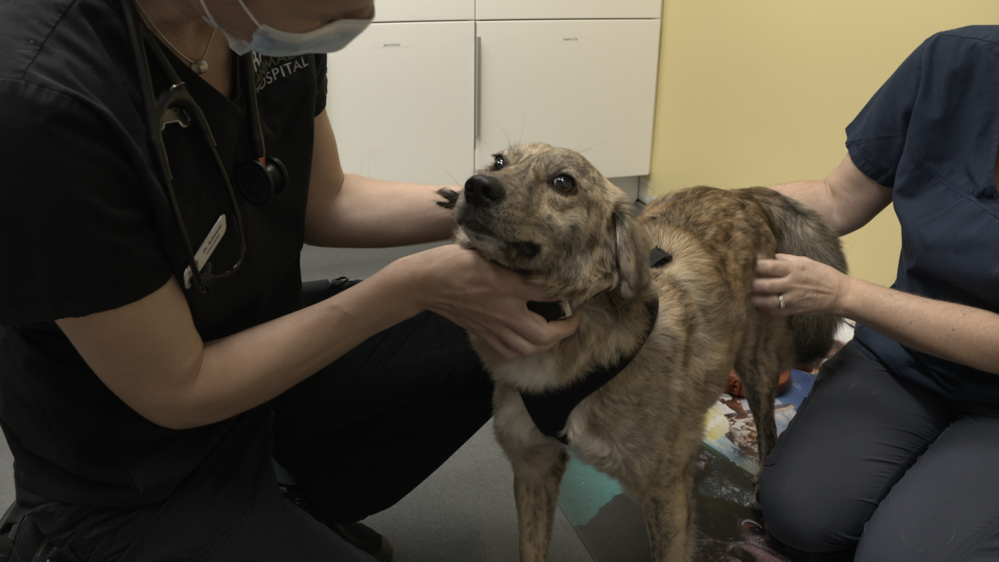 Discovery's All-New Canadian Original Docuseries PETS & PICKERS Serves Up Heartwarming 'Tails,' Beginning May 12 - Bell Media Discovery's All-New Canadian Original Docuseries PETS & PICKERS Serves Up Heartwarming 'Tails,' Beginning May 12 - Bell Media