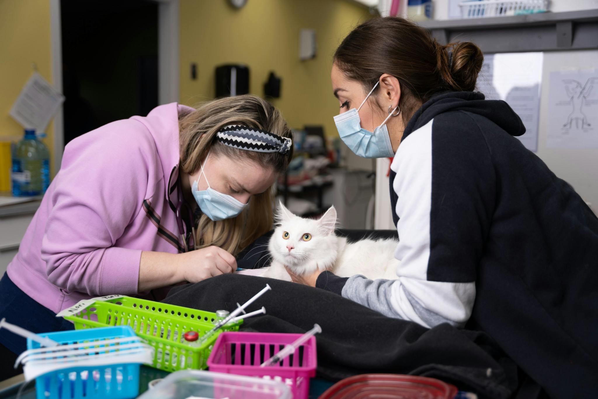 Image for the Bell Media Distribution Strikes Deal to License Original Docuseries PETS & PICKERS to Animal Planet press release