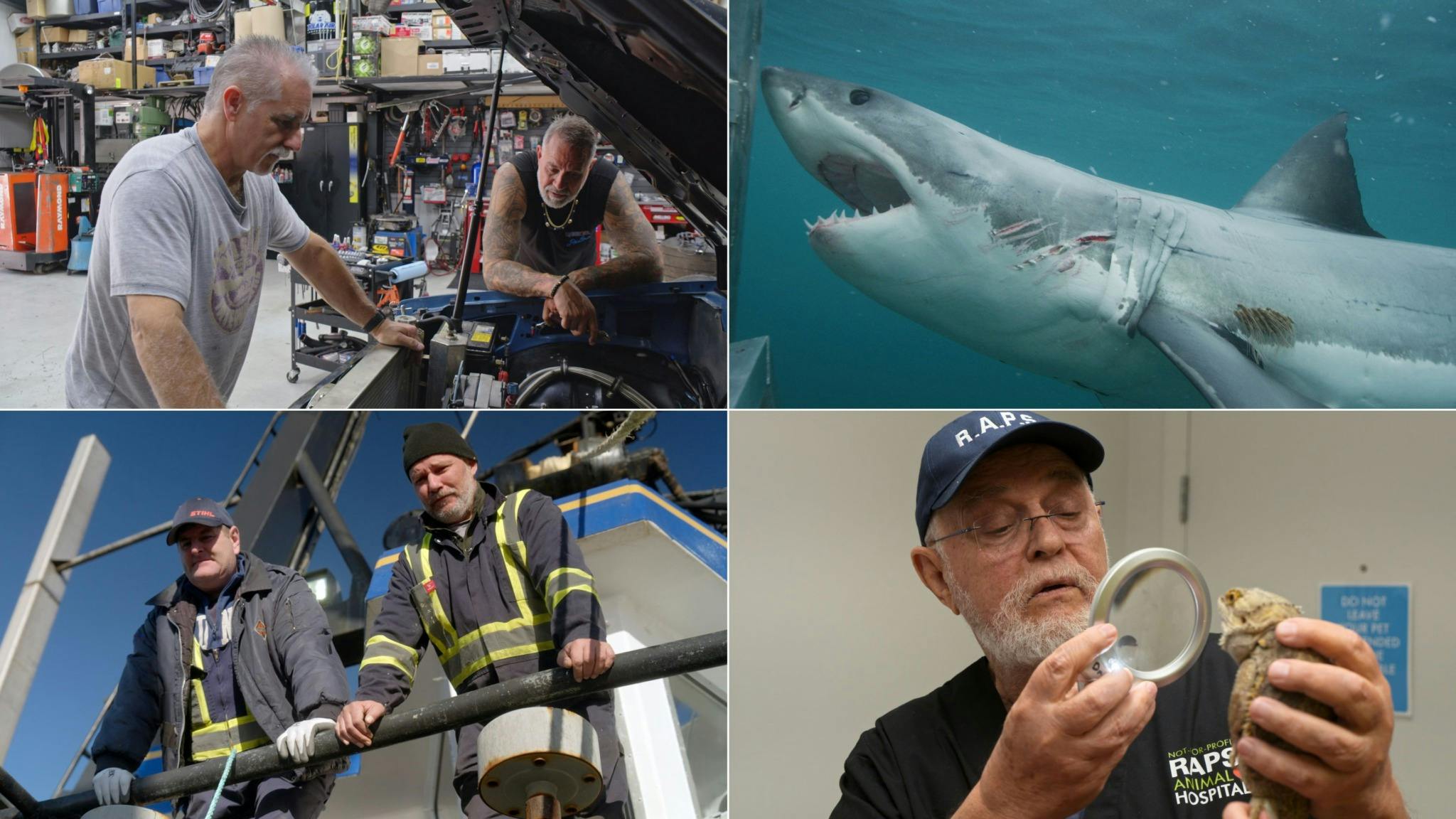 Image for the Discovery Canada Dives Into Summer with Shark Week and Returning Originals press release