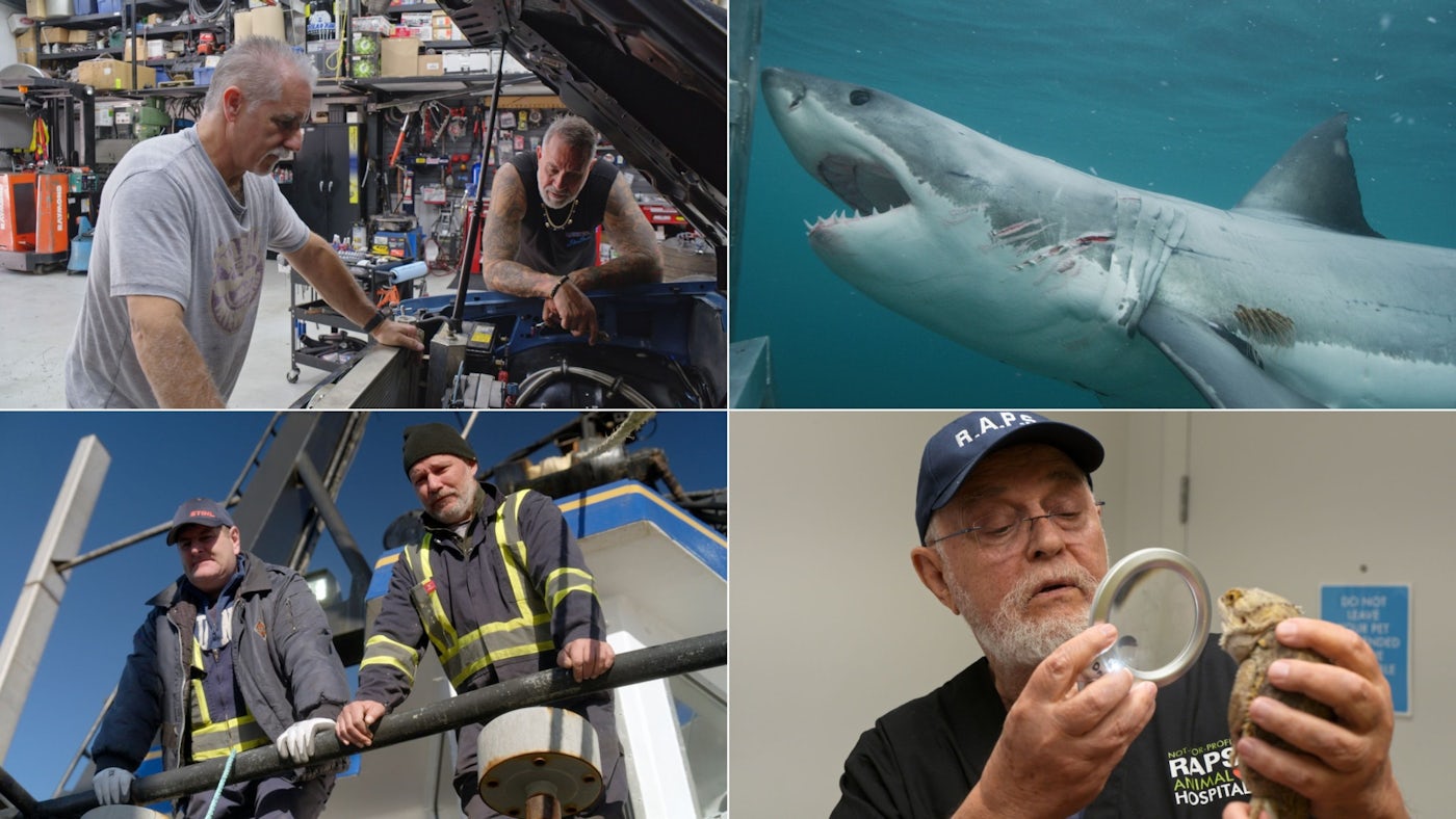 Image for the Discovery Canada Dives Into Summer with Shark Week and Returning Originals press release