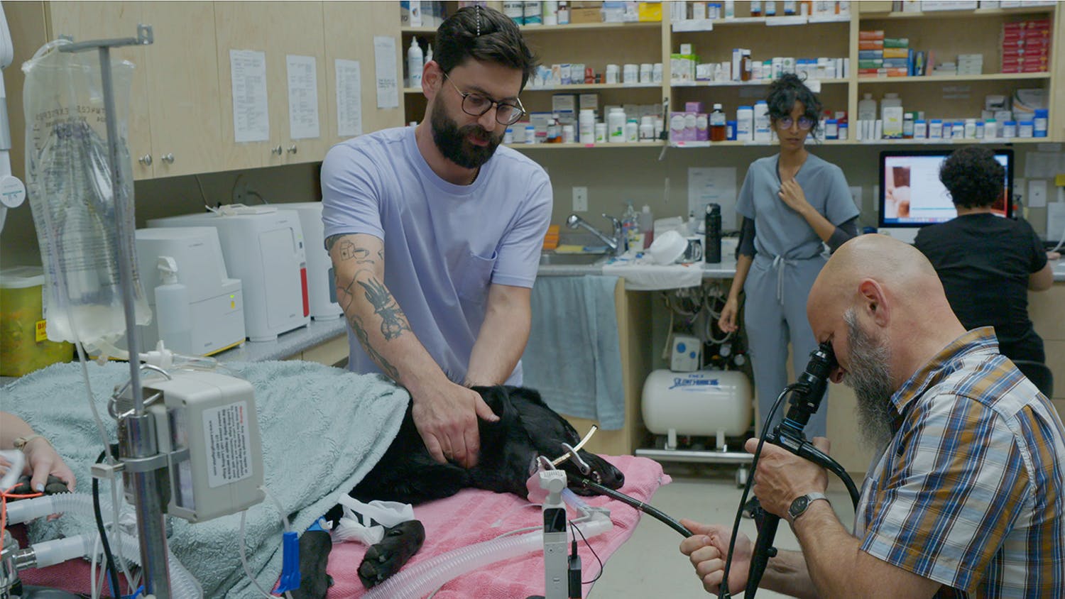 Image for the Pet Misadventures Take Centre Stage in the New Canadian Original Docuseries, MY PET ATE WHAT!? Debuting January 26 on CTV Wild Channel press release